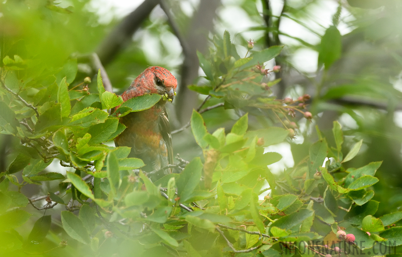 Pinicola enucleator leucura [400 mm, 1/640 Sek. bei f / 7.1, ISO 2000]